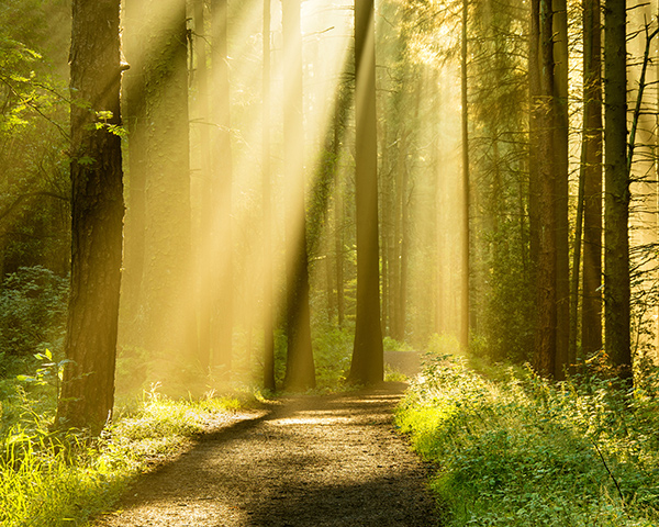 Light through the trees on a path to connection through therapy